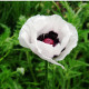Mak východný Checkers - Papaver orientale - predaj semien - 50 ks