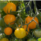 BIO Paradajka Tom Yellow - Solanum lycopersicum – predaj bio semien - 7 ks
