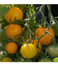 BIO Paradajka Tom Yellow - Solanum lycopersicum – predaj bio semien - 7 ks