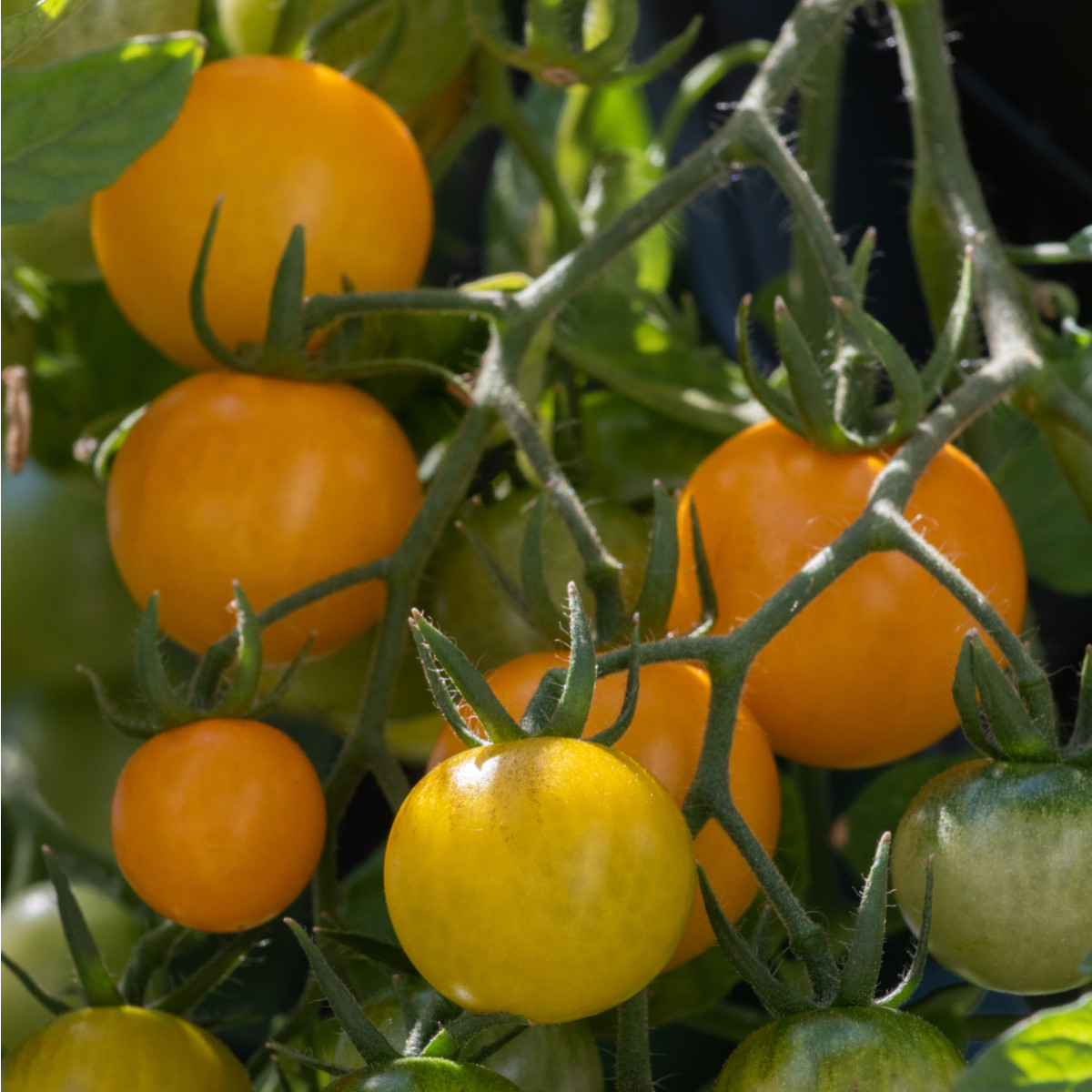 BIO Paradajka Tom Yellow - Solanum lycopersicum – predaj bio semien - 7 ks