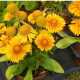 Kokarda Arizona Apricot - Gaillardia aristata - predaj semien kokardy - 10 ks