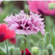 Semienka maku – Mak okrasný Lilac Pompon – Papaver somniferum