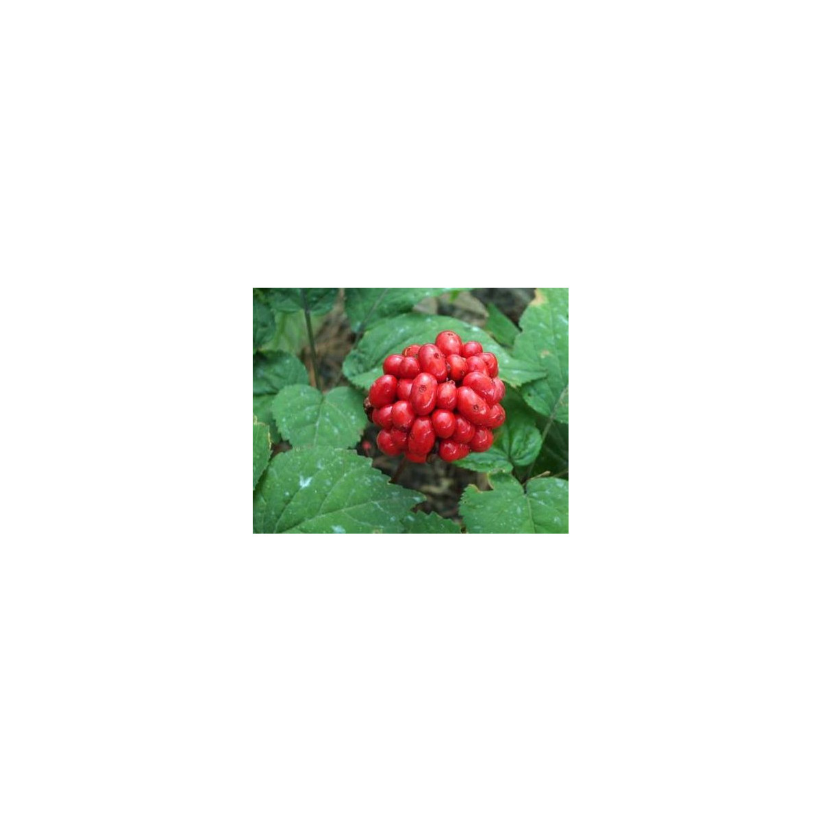 Ženšen pravý - Ginseng - Panax ginseng - semiačka - 2 ks