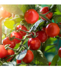 BIO Divoká paradajka Rote Murmel - Solanum pimpinellifolium - predaj bio semien - 6 ks