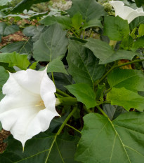 Anjelské trumpetky - Durman obyčajný - Datura stramonium - semiačka - 5 ks