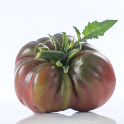 Paradajka Black Russian - Solanum lycopersicum - predaj semien - 6 ks