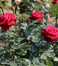 Ruža veľkokvetá pnúca tmavočervená - Rosa - voľnokorenné sadeničky ruží - 1 ks