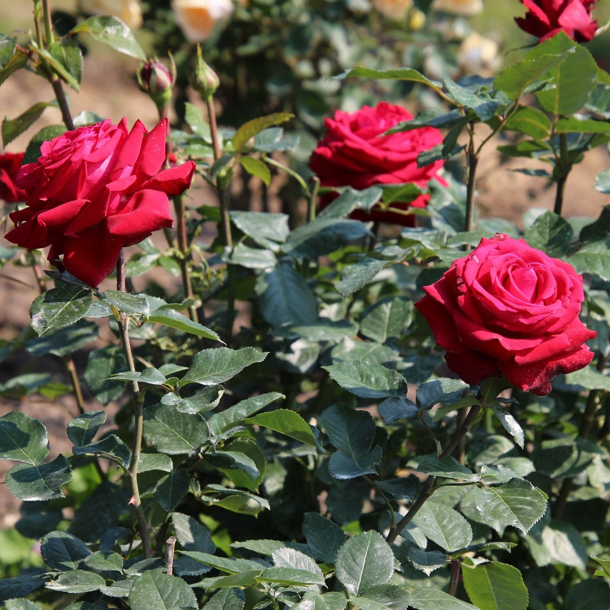 Ruža veľkokvetá pnúca tmavočervená - Rosa - voľnokorenné sadeničky ruží - 1 ks