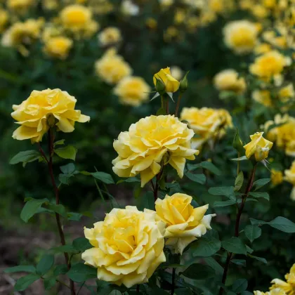 Ruža veľkokvetá pnúca žltá - Rosa - voľnokorenné sadeničky ruží - 1 ks