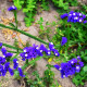 Limonka zohnutá QIS Pale Blue - Limonium sinuatum - predaj semien - 30 ks