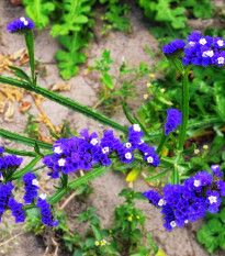 Limonka zohnutá QIS Pale Blue - Limonium sinuatum - predaj semien - 30 ks
