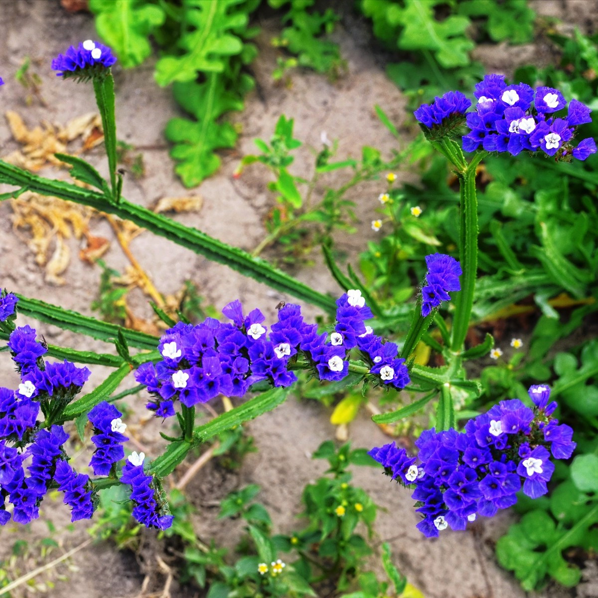Limonka zohnutá QIS Pale Blue - Limonium sinuatum - predaj semien - 30 ks