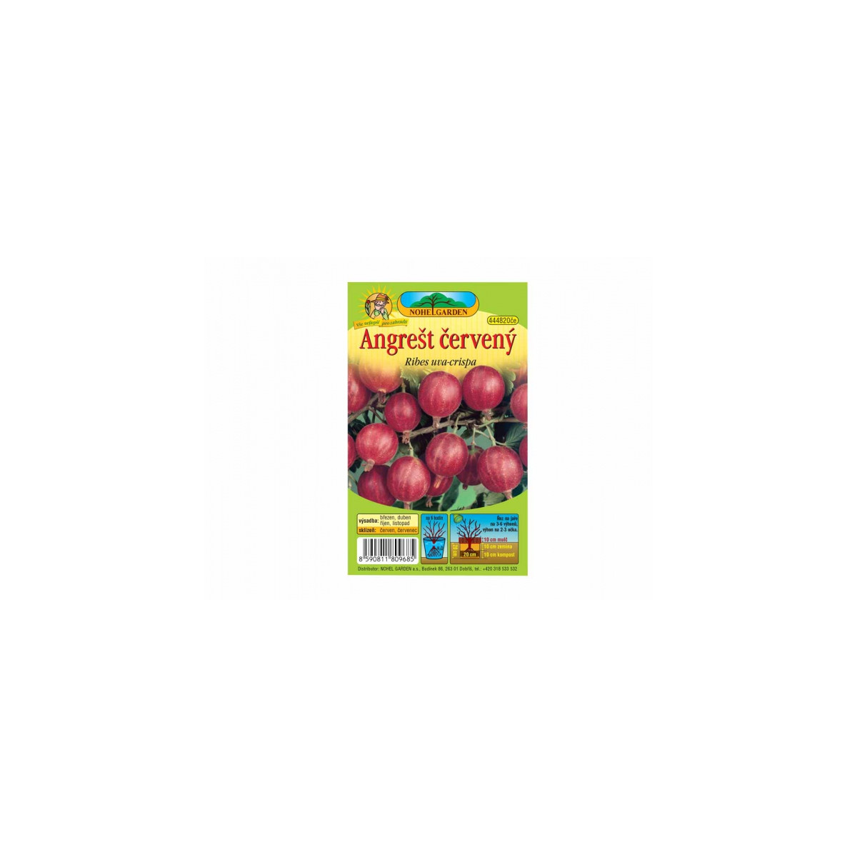 Egreš červený - Ribes uva-crispa - voľnokorenné sadenice egrešov - 1 ks
