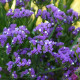 Limonka zohnutá QIS Lavender - Limonium sinuatum - predaj semien - 30 ks
