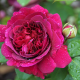 Ruža veľkokvetá kríčková tmavo ružová - Rosa - voľnokorenné sadeničky ruží - 1 ks