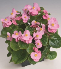 Begónia Super Olympia Pink F1 - Begonia semperflorens - predaj semien - 20 ks
