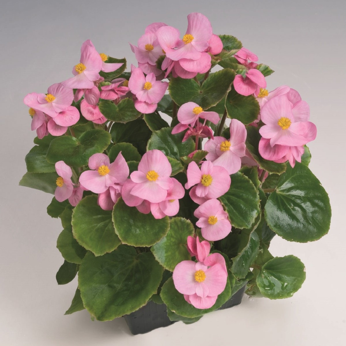 Begónia Super Olympia Pink F1 - Begonia semperflorens - predaj semien - 20 ks