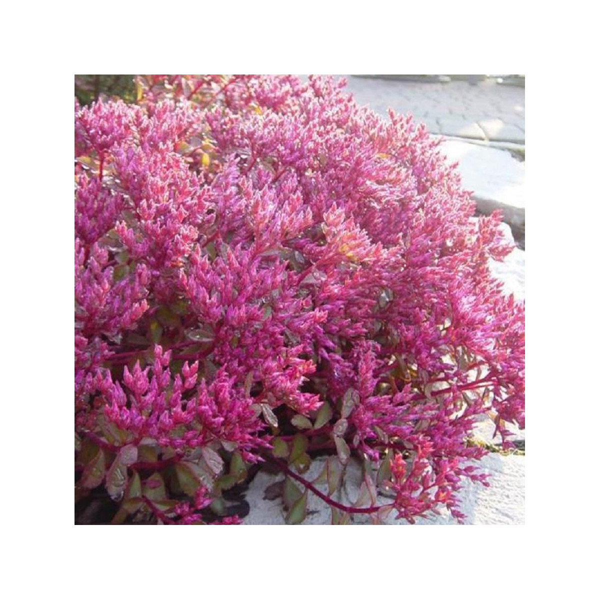Rozchodník pochybný Voodoo - Sedum spurium - predaj semien - 50 ks