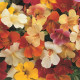 Čarodejka skrížená - Mimulus hybridus - predaj semien - 50 ks