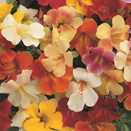 Čarodejka skrížená - Mimulus hybridus - predaj semien - 50 ks