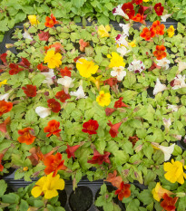 Čarodejka skrížená - Mimulus hybridus - predaj semien - 50 ks