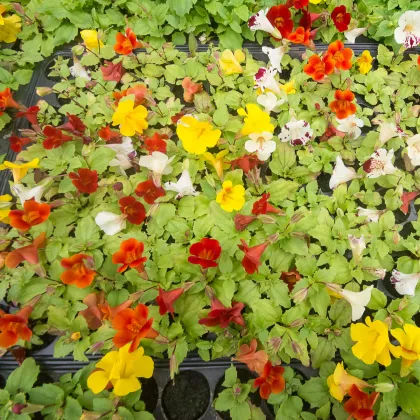 Čarodejka skrížená - Mimulus hybridus - predaj semien - 50 ks