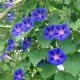 BIO Povojník fialový - Ipomoea purpurea - predaj semien - 30 ks