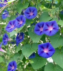 BIO Povojník fialový - Ipomoea purpurea - predaj semien - 30 ks