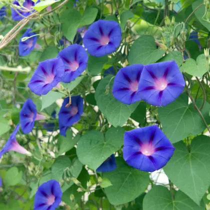 BIO Povojník fialový - Ipomoea purpurea - predaj semien - 30 ks