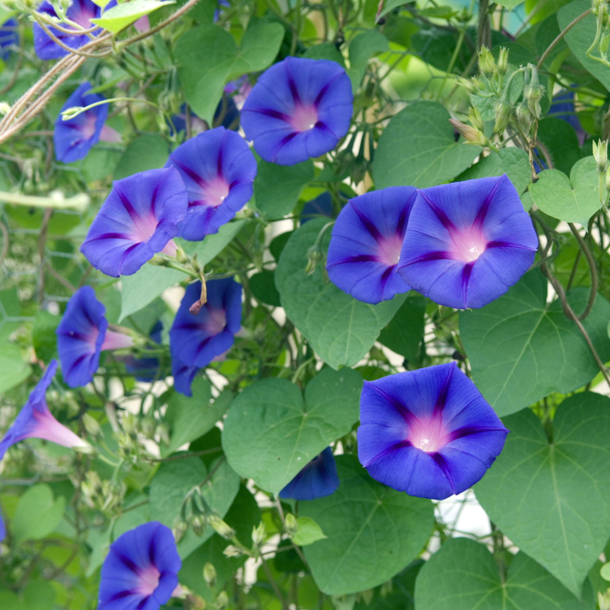 BIO Povojník fialový - Ipomoea purpurea - predaj semien - 30 ks