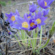 Poniklec alpínsky Bells Violet - Pulsatilla alpina - predaj semien ponikleca - 20 ks