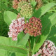 Glejovka hodvábna - Asclepias syriaca - predaj semien - 20 ks