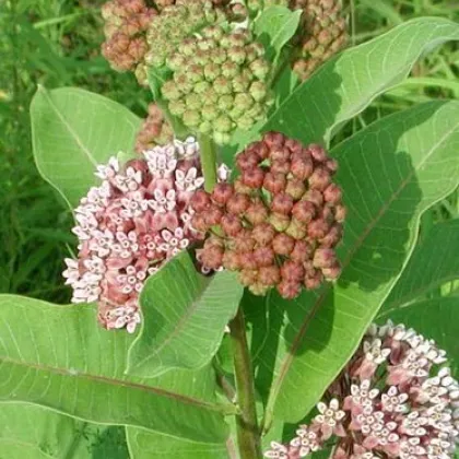 Glejovka hodvábna - Asclepias syriaca - predaj semien - 20 ks