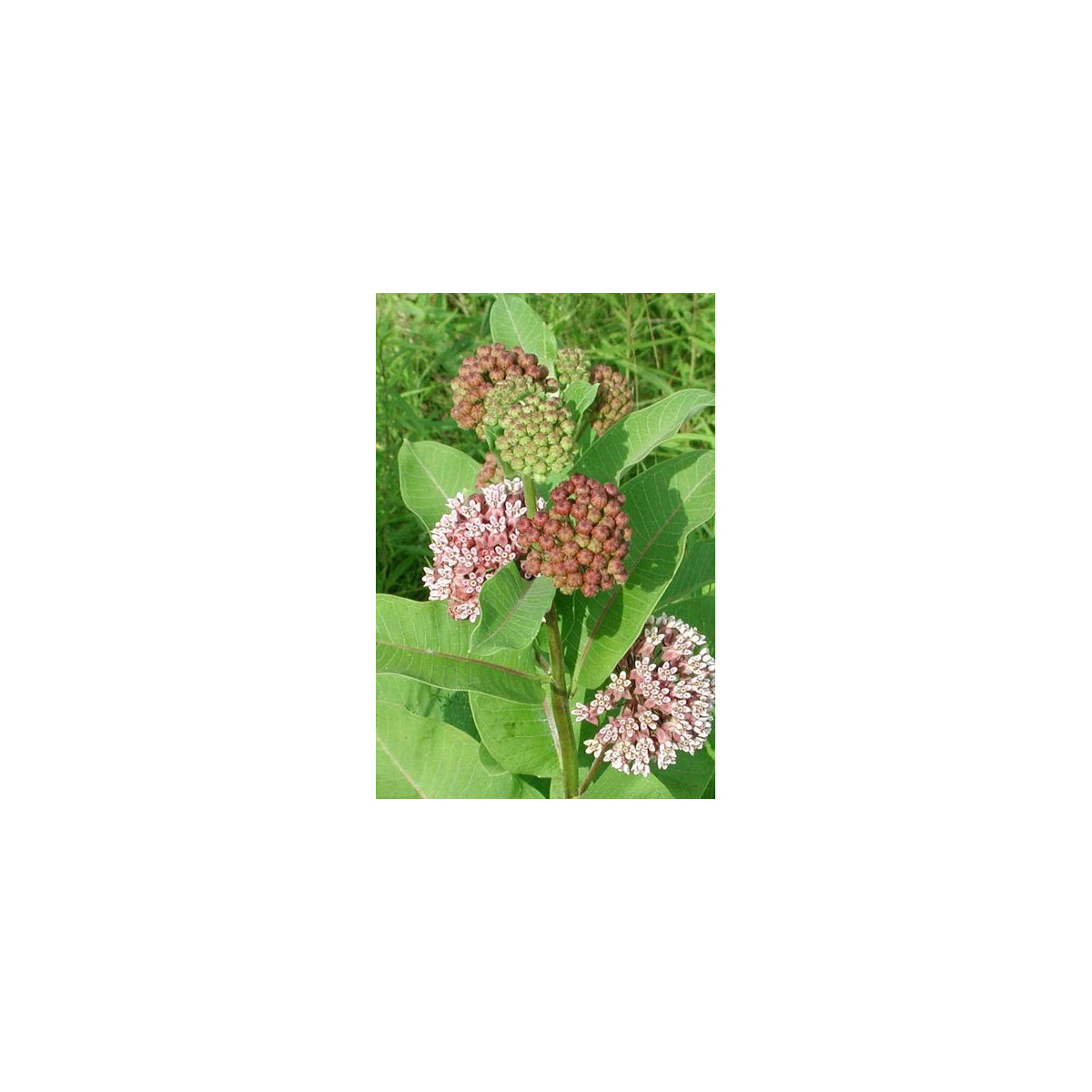 Glejovka hodvábna - Asclepias syriaca - predaj semien - 20 ks