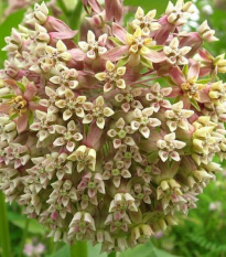 Glejovka hodvábna - Asclepias syriaca - predaj semien - 20 ks