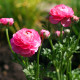 Iskerník plnokvetý ružový - Ranunculus asiaticus - predaj cibuľovín - 3 ks