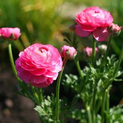 Iskerník plnokvetý ružový - Ranunculus asiaticus - predaj cibuľovín - 3 ks