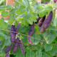 BIO Hrach Blauwschokker - Pisum sativum - predaj bio semien - 25 ks