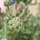 BIO Artičoka Green Globe - Cynara scolymus - predaj bio semien - 10 ks