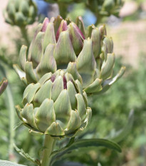 BIO Artičoka Green Globe - Cynara scolymus - predaj bio semien - 10 ks