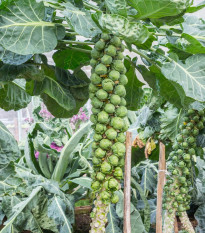 Kel ružičkový Casiopea - Brassica oleracea - predaj semien kelu - 400 ks