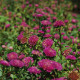Slamiha listenatá Purple - Helichrysum bracteatum - predaj semien - 300 ks