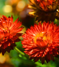 Slamienka červená - Helichrysum bracteatum - predaj semien - 500 ks