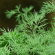 Kôpor vonný Compact - Anethum graveolens - predaj semien kôpru - 500 ks