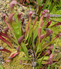 Špirlica červená -  Sarracenia rubra - predaj semien - 8 ks