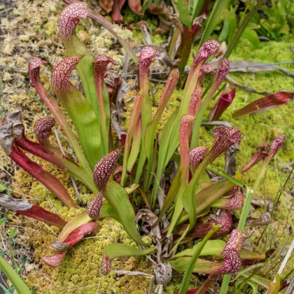 Špirlica červená -  Sarracenia rubra - predaj semien - 8 ks
