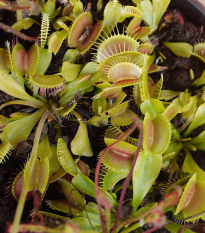 Mucholapka podivná - Dionaea muscipula - predaj semien - 10 ks