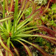 Rosička kapská Triffid Rose - Drosera capensis - predaj semien - 15 ks