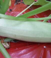 Cuketa biela dlhá - Cucurbita pepo - predaj semien cukety - 8 ks