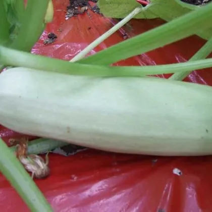 Cuketa biela dlhá - Cucurbita pepo - predaj semien cukety - 8 ks